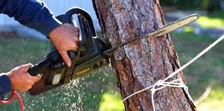 Best Tree and Shrub Care  in Sullivan City, TX