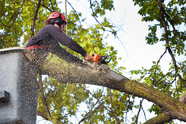 Best Arborist Consultation Services  in Sullivan City, TX